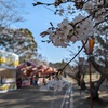 日岡山公園の桜