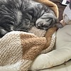 お題に沿った、現時点での「買ってよかった」と思う猫グッズの買い物エピソード