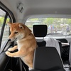 はじめての狂犬病集団予防接種！
