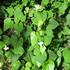 今年の６月２２日の里山の花ほか