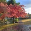 【京都】高台寺塔頭、『月真院』特別公開に行ってきました。紅葉