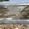 【釣り】朝出かける前に近所の用水路で釣りをしてみた