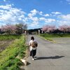 喜連川の八重桜