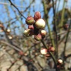 果樹園の梅
