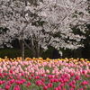 奈良県営馬見丘陵公園の桜２０２４年’４月上旬）