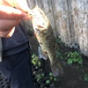 今週の釣果報告🎣茨城県つくば市某池