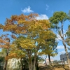 龍ヶ崎市の龍ヶ岡公園たつのこ山公園で紅葉を見てきたヨ♪