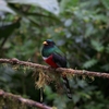 Masked Trogon カオグロキヌバネドリ