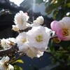 ３月のお茶のお稽古