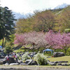 雪と桜と水遊び