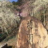 愛知県犬山市　大縣神社　梅まつり