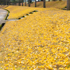 黄色の世界：常願寺川公園