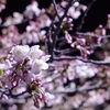 季節は春となりまして　〜就活終盤戦と、お花見の話〜