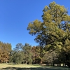 秋ヶ瀬公園散トレ。