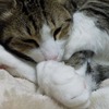 お気に入りの眠る場所はコタツ布団の上：保護猫日記。１歳11ヵ月（98週）