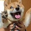 生類憐れみの令