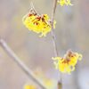 今日も花見山公園へ他