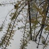 我が家のミモザ、耐えられたのか？