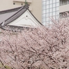 桜行脚第3弾は雨中の桜　～富士見芝生広場と坤櫓～