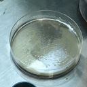 18卒情弱大学生が情弱にiを伝える…