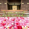 【椿のお寺🌺霊鑑寺】通常非公開のお寺‼️春の特別拝観♡京都のオススメスポット✨