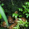 アズマヒキガエル Bufo japonicus formosus