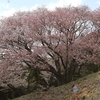 沓掛峠の山桜群・・