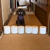 雨の日のわんこのおうち遊び〜トイレットペーパーチャレンジ