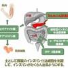 糖尿病の薬物療法