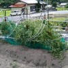 台風一過　畑の様子