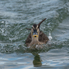【写真】最近の写真撮影（2018/10/13)昆陽池公園その3
