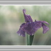 花菖蒲