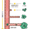 VEGF=血管内皮細胞増殖因子とは