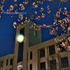 キャンパスの夜桜