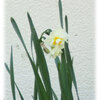 2月24日、草たちの春花壇 / Flower Bed of Spring Glasses
