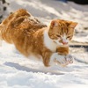 雪やコンコン