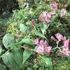 秋に庭で咲く山野草