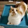 もふもふで穴に蓋を。
