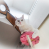 今日もしっかりニャルソック