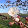 桜開花　ケンタッキー州ホプキンスビル