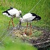 放鳥コウノトリのヒナ誕生！