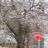 桜満開・・雪がちらついた