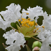 百日紅の開花