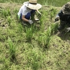 7月7日（日）里山活動報告