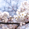 今年の桜