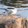 野鳥が現れない(＞人＜;)