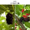 クワを詠んだ短歌／クワの実を詠んだ短歌　　6月はウメとビワに代表されるように，実のなる月でもあります．この間に出会った食べられる実は，ウメ，ビワ，ナツグミ，ジューンベリー，クルミ（これはまだ青い），そしてクワ．　　朝日にや結ぶ氷のくは解けむ六の輪をきくあか月の空　西行　　桑の香の青くただよふ朝明けに耐へがたければ母呼びにけり　斎藤茂吉　　たらちねの母の辺（べ）にゐてくろぐろと熟める桑の実を食ひにけるかな　斎藤茂吉　　桑の実を食みし記憶に重なりきてをさなく恋ひしひとのおもかげ　木俣修