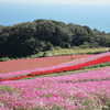 淡路花さじき　ここは美瑛？　コスモスが満開です　兵庫県　淡路市