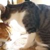 仲良く毛繕いしていると思ったら…突然ガブッ！【猫動画】