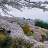 群馬県藤岡の桜山公園